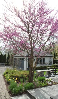 Redbud2