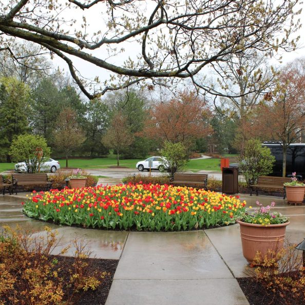 Tulip Circle
