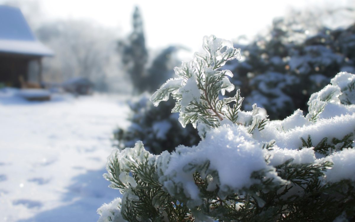 Branches covered in snow.